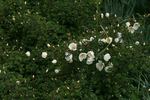 Compactila rose photo
