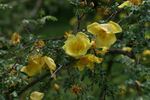 Helen Knight rose photo