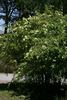 Pteragonis rose photo