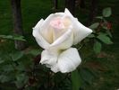 Denali rose photo