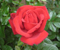Peak Performance rose photo