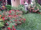 Wing-Ding ™ rose photo