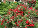 Wing-Ding ™ rose photo