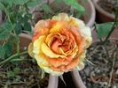 Butterfly rose photo