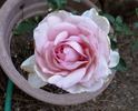 Sweet Beauty rose photo