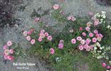 Dick Koster Fulgens rose photo