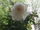 Denali rose photo