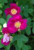 Single Red rose photo