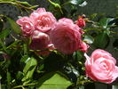 Pirontina rose photo