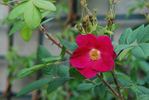 Atropurpurea rose photo