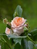 Hermann Schulze-Delitzsch rose photo