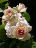Hermann Schulze-Delitzsch rose photo