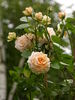 Hermann Schulze-Delitzsch rose photo