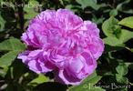 Elisabeth Brow rose photo