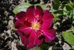 Ami Léon Chenault rose photo