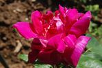 Odette Foussier, Cl. rose photo