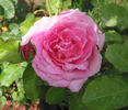 Simon Estes rose photo