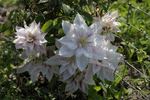Andromeda clematis photo