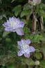C. 'Veronica's Choice' clematis photo