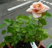 Pfirsichgold rose photo