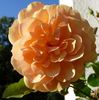 Pfirsichgold rose photo