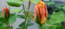 Pfirsichgold rose photo