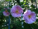 Lillian Gibson rose photo
