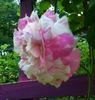 Unique Panachée rose photo