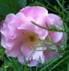 Nymphenburg rose photo