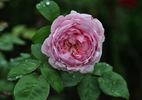 Bibi Maizoon ® rose photo