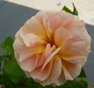 Pfirsichgold rose photo