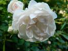Big White Fairy rose photo