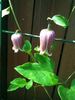 C. viorna L. clematis photo