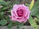 Odessa rose photo