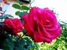 Sentimental rose photo