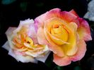 Jean d'Ormesson rose photo