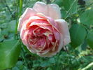 Beauté de l'Europe rose photo