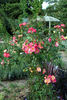Jacob's Robe ™ rose photo