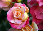 Jacob's Robe ™ rose photo