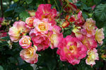 Jacob's Robe ™ rose photo