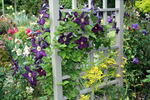 Romantika clematis photo