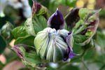 Franziska Maria clematis photo