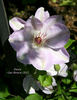 Dawn clematis photo