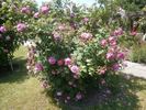 Ernst G. Dörell rose photo