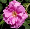 Pierette rose photo
