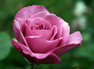 Lilac Dawn rose photo