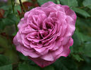 Lilac Dawn rose photo