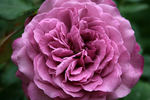 Lilac Dawn rose photo