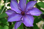 Daniel Deronda clematis photo
