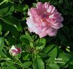 Borderer rose photo